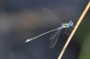 J01_3431 Lestes sponsa